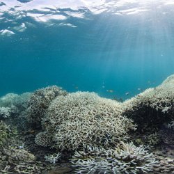 Protecting Our Coral Reefs Persuasive Essay Pearltrees Corals Are Dying On The Great Barrier Reef English Essay Pmr also Thesis Generator For Essay Buy Sell Business Plan