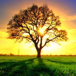 Trees Silhouette Pearltrees