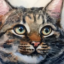 Dessin Et Peinture Video 2746 Comment Peindre Un Portrait De Chat En Temps Reel Aquarelle Le Blog De Lapalettedecouleurs Over Blog Com Dessin Et Peinture Video 2746 Comment Peindre Un Portrait De Chat En Temps Reel Aquarelle Le Blog De Lapalettedecouleurs Over Blog Com
